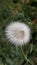 A unique white prickled plower