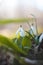 Unique White Snowdrop blooms in the garden with the help of sunshine and plenty of moisture and makes children and families happy