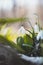 Unique White Snowdrop blooms in the garden with the help of sunshine and plenty of moisture and makes children and families happy