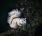 Unique white squirrel of North Carolina sitting in tree