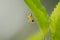 Unique yellow and gray spiders perched on a leaf