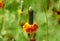 Unique yellow and red Prairie Coneflower