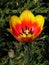 A unique yellow-red tulip