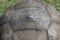 The uniquely patterned and geometrical shape of the shell of a Giant Tortoise.