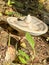 Uniquely shaped mushroom in Wisconsin