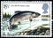 UNITED KINGDOM - CIRCA 1983: stamp printed by UK shows fish Atlantic Salmon Salmo salar, circa 1983