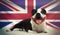 United Kingdom nanny dog Stafordshire bullterier with big smile