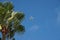 United States Coast Guard plane flying with palm tree