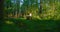 Unity with nature. Serenity and contemplation. World mental health day. Woman meditate on stump in heart of forest