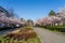 University of British Columbia (UBC) campus. Cherry blossom in full bloom. Vancouver, BC, Canada