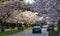 University of British Columbia (UBC) campus. Cherry blossom in full bloom. Vancouver, BC, Canada