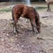 Unkempt colt drinks water from a forest stream