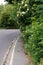 Unkempt garden hedges along a road in summer