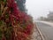 Unkempt pavement with overgrown bush making an obstruction