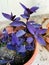 unkempt Purple Tradescantia Pallida plant in the pot