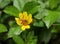 An unknown brown color Cockroach like insect collecting nectar from a yellow flower while flower shakes by the slow wind