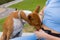 Unknown caucasian woman taking care of her pet dog - Hands of female girl using wet wipe to clean head of her pet adult