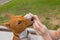 Unknown caucasian woman taking care of her pet dog - Hands of female girl using wet wipe to clean head of her pet adult