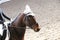 Unknown contestant rides at dressage horse event in riding ground. Head shot closeup of a dressage horse during competition event