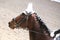 Unknown contestant rides at dressage horse event in riding ground. Head shot closeup of a dressage horse during competition event