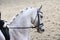 Unknown contestant rides at dressage horse event in riding ground. Head shot closeup of a dressage horse during competition event