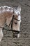 Unknown contestant rides at dressage horse event in riding ground. Head shot closeup of a dressage horse during competition event