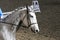 Unknown contestant rides at dressage horse event in riding ground. Head shot closeup of a dressage horse during competition event