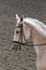 Unknown contestant rides at dressage horse event in riding ground. Head shot closeup of a dressage horse during competition event