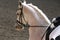 Unknown contestant rides at dressage horse event in riding ground. Head shot closeup of a dressage horse during competition event