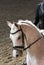 Unknown contestant rides at dressage horse event in riding ground. Head shot closeup of a dressage horse during competition event