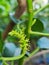 Unknown flowers at sunderban