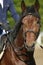 Unknown jumping rider on horseback overcomes barriers