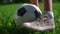 Unknown kids feet playing football on grass close up. Boy legs kick ball in park