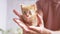 An Unknown Male Holds a Small Fluffy Ginger Kitten in Palms. 4K. Close up