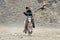 Unknown Mongolian Hunter So Called Berkutchi Astride On Horse And Flying Golden Eagle. Falconry In West Mongolia. Golden Eagle