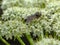 Unknown Moth, Butterfly or Skipper on White Colorado Wildflowers, Bear Creek Trail, Telluride, Colorado