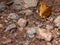 Unknown Orange Butterfly Puddling on Bear Creek Trail, Telluride, Colorado