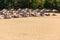 Unknown people tan on chaise lounges under sun umbrellas on sandy beach