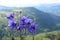 Unknown purple flowers in a mountain landscape