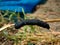 Unknown smooth black hairless caterpillar with orange and yellow dots