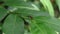 An unknown tiny red insect with long nose is sitting on top of a leaf\\\'s petiole