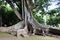 An unknown tourist examines the aerial roots of ficus & x28;banyan& x29; in the botanical garden on the island of San Miguel