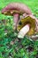 Unknown tube mushroom in Australia