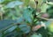 An unknown weird shaped flying insect sitting on green leaf