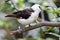 Unknown white bird on tree branch