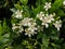 Unknown white flowers with yellow pistil in the garden