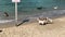 Unknown women on the dog beach , favorite vacation place for local people. Tel Aviv, Israel