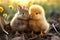 Unlikely duo, bunny and chick, express their deep friendship through kisses