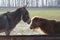 An unlikely friendship between two farm animals