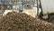 Unloading sugar beet from the truck